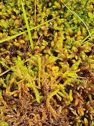 Attēlu rezultāti vaicājumam “Scorpidium scorpioides”