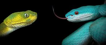 Image result for Ptychocheilus grandis