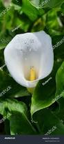 Attēlu rezultāti vaicājumam “Calla palustris flower”