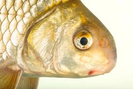 Image result for Carpiodes velifer