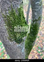 Attēlu rezultāti vaicājumam “Pylaisia polyantha”