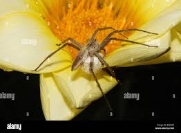 Attēlu rezultāti vaicājumam “Pisaura mirabilis cocoon”