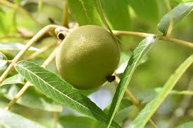 Attēlu rezultāti vaicājumam “Juglans x sinensis fruit”