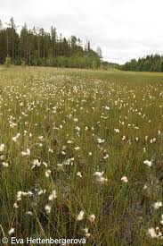 Attēlu rezultāti vaicājumam “Eriophorum gracile”