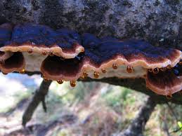 Attēlu rezultāti vaicājumam “Ischnoderma benzoinum”