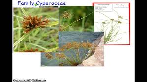 Attēlu rezultāti vaicājumam “Cyperaceae”