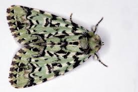 Attēlu rezultāti vaicājumam “Moma alpium”