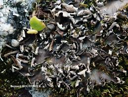 Attēlu rezultāti vaicājumam “Peltigera malacea”