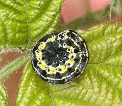 Attēlu rezultāti vaicājumam “Orthosia miniosa”