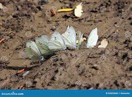 Attēlu rezultāti vaicājumam “Pieris brassicae male”