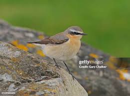 Attēlu rezultāti vaicājumam “Oenanthe oenanthe”