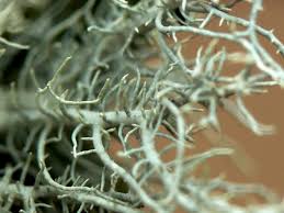 Attēlu rezultāti vaicājumam “Usnea hirta”