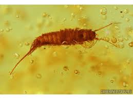 Attēlu rezultāti vaicājumam “Machilidae”