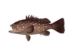Image result for Hyporthodus niveatus