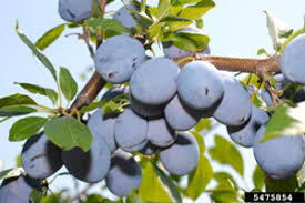 Attēlu rezultāti vaicājumam “Prunus domestica subsp. domestica leaf”