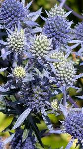 Attēlu rezultāti vaicājumam “Eryngium planum”