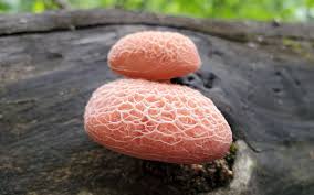 Attēlu rezultāti vaicājumam “Rhodotus palmatus”