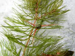 Attēlu rezultāti vaicājumam “Ceratophyllum submersum leaf”