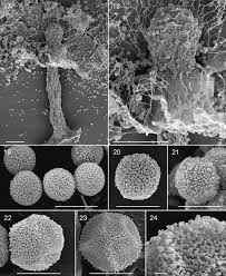 Attēlu rezultāti vaicājumam “Didymium squamulosum spores”