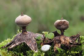 Attēlu rezultāti vaicājumam “Geastrum pectinatum”