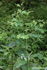 Attēlu rezultāti vaicājumam “Badhamia bethelii stalked”