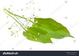 Attēlu rezultāti vaicājumam “Alisma plantago-aquatica leaf”