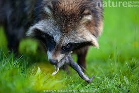 Attēlu rezultāti vaicājumam “Nyctereutes procyonoides”