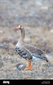 Attēlu rezultāti vaicājumam “Anser albifrons adult”