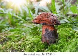 Attēlu rezultāti vaicājumam “Sutorius luridiformis”