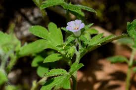 Attēlu rezultāti vaicājumam “Hydrophyllaceae”