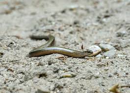 Attēlu rezultāti vaicājumam “Anguis fragilis adult”