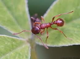 Attēlu rezultāti vaicājumam “Myrmica rubra”