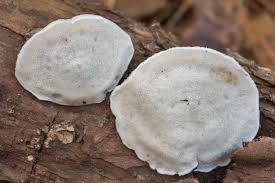 Attēlu rezultāti vaicājumam “Postia stiptica”