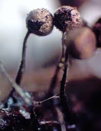 Attēlu rezultāti vaicājumam “Collaria arcyrionema spores”