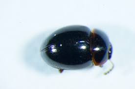 Attēlu rezultāti vaicājumam “Anisotoma humeralis”