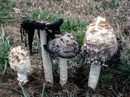Attēlu rezultāti vaicājumam “Coprinus comatus”