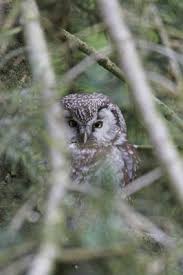 Attēlu rezultāti vaicājumam “Hamatocaulis lapponicus”