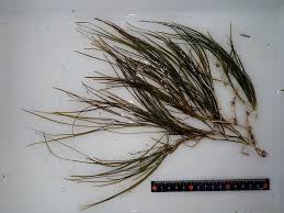 Attēlu rezultāti vaicājumam “Stuckenia filiformis bud”