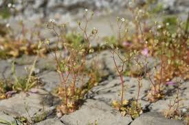Attēlu rezultāti vaicājumam “Saxifraga tridactylites flower”
