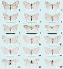 Attēlu rezultāti vaicājumam “Nola sp.”