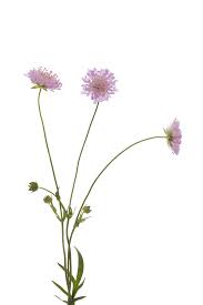 Attēlu rezultāti vaicājumam “Knautia arvensis fruit”