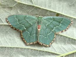 Attēlu rezultāti vaicājumam “Hemithea aestivaria”