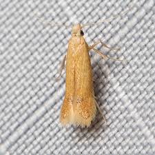 Attēlu rezultāti vaicājumam “Tischeriidae”