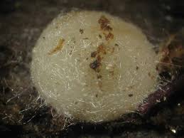 Attēlu rezultāti vaicājumam “Vibrissea decolorans”