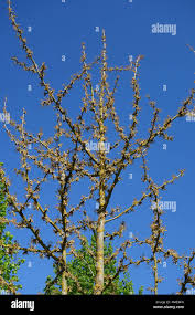 Attēlu rezultāti vaicājumam “Ginkgo biloba male flower”