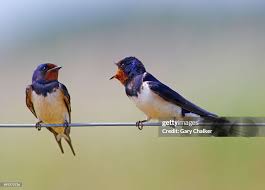 Attēlu rezultāti vaicājumam “Hirundo rustica”