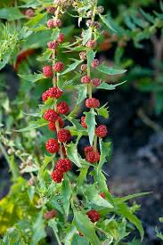 Image result for chenopodium foliosum