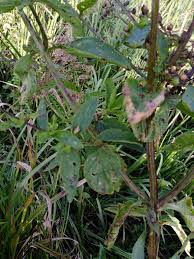 Attēlu rezultāti vaicājumam “Scrophularia umbrosa”