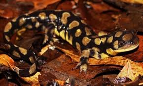 Attēlu rezultāti vaicājumam “Diderma tigrinum stalked”