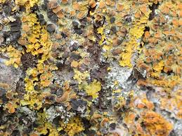 Attēlu rezultāti vaicājumam “Xanthoriicola physciae”